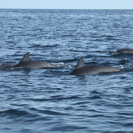 Dolphinwatching