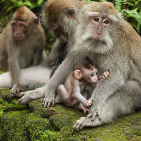 Ubud